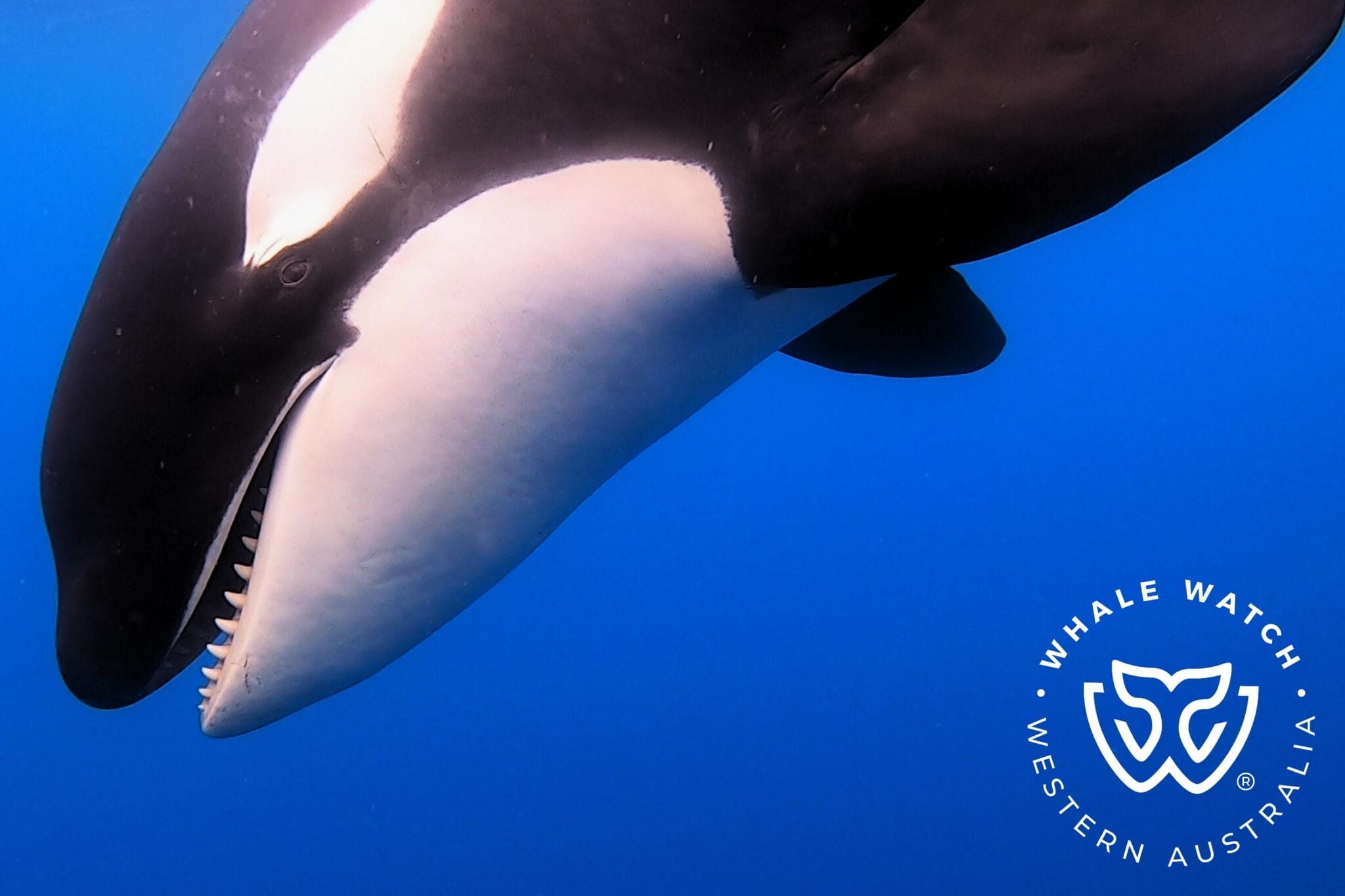 Whale Watch Western Australia - Orca