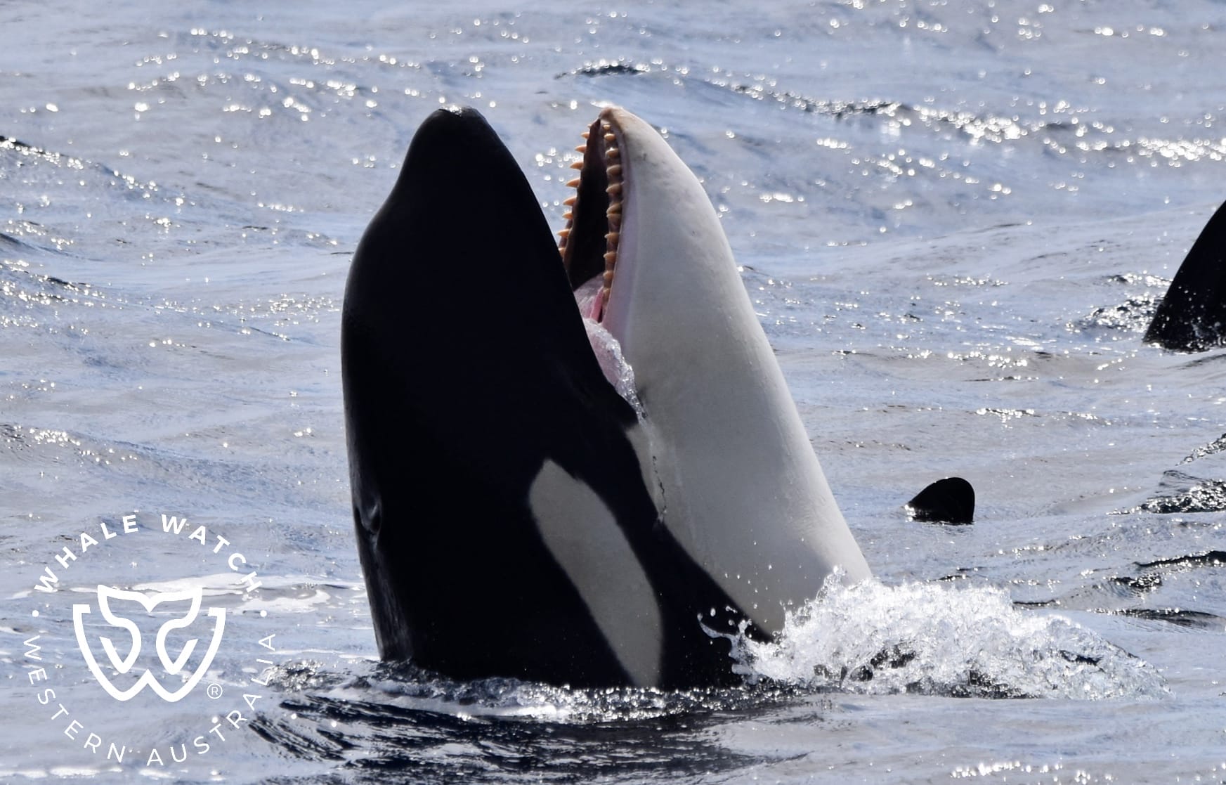 Whale Watch Western Australia - Orca