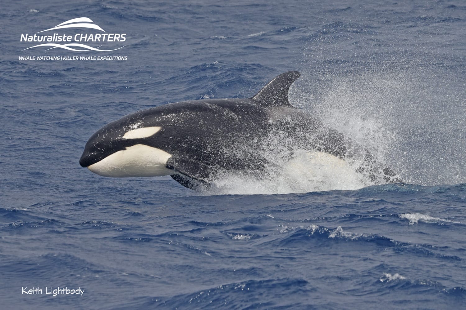 Naturaliste Charters Orca