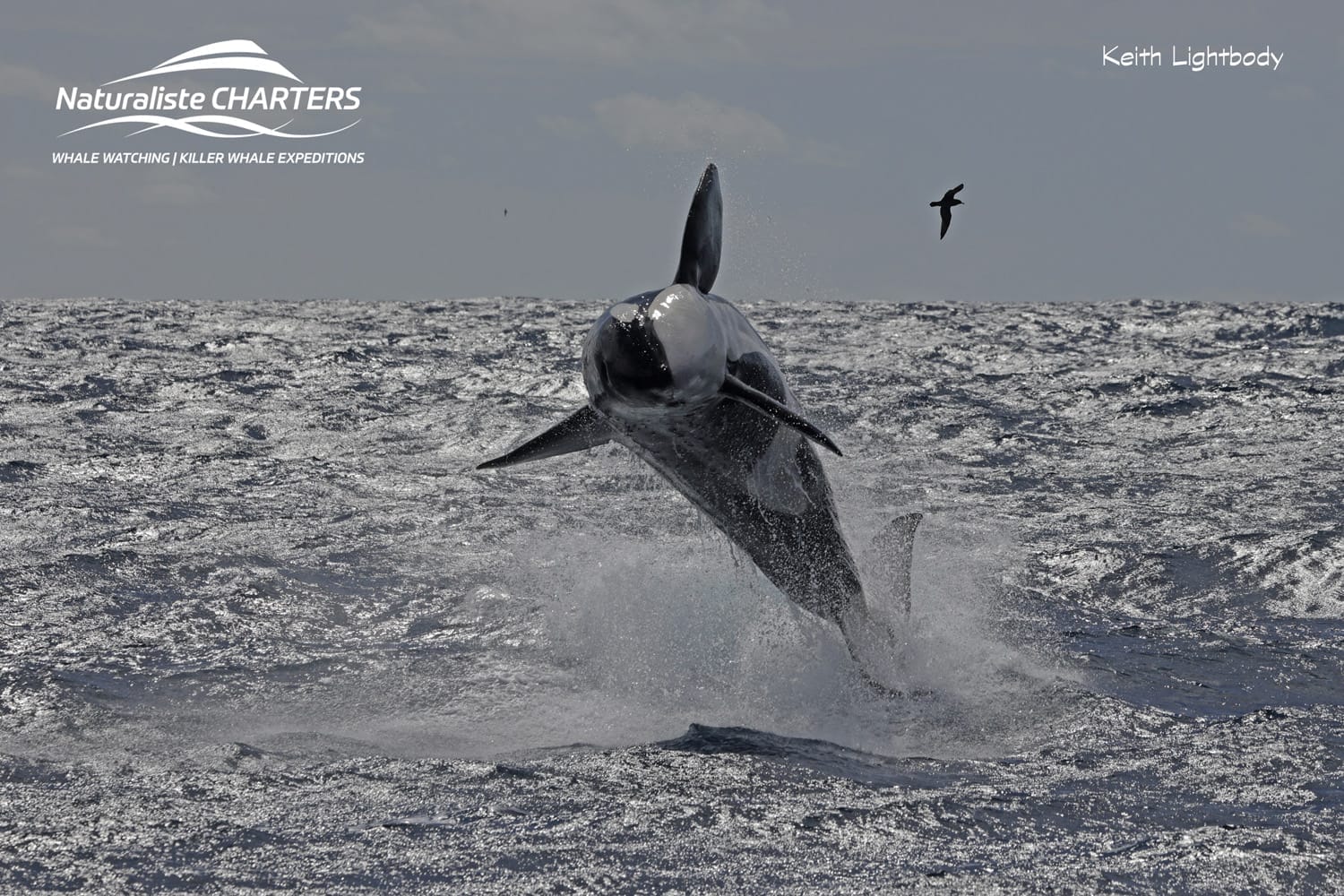 Naturaliste Charters Orca